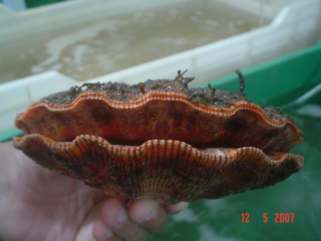 Nodipecten subnodosus